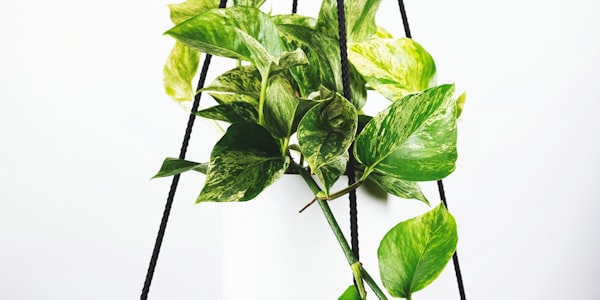 欧冠半决赛 皇家马德里逆转拜仁慕尼黑 精彩瞬间